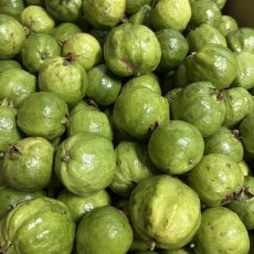 画像1: 入荷！訳ありフルーツグァバ  約5kg 　赤白選べません　小玉　 (1)