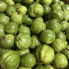 画像1: 入荷！訳ありフルーツグァバ  約2kg 　赤白選べません　小玉　 (1)