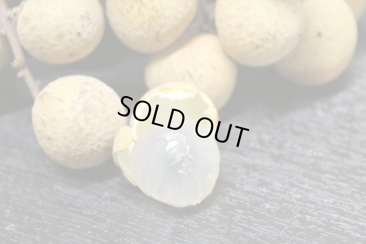 画像2: ☆新入荷☆　生竜眼（りゅうがん）480g〜500g　甘くてジューシー (2)