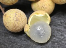 画像3: ☆新入荷☆　生竜眼（りゅうがん）480g〜500g　甘くてジューシー (3)