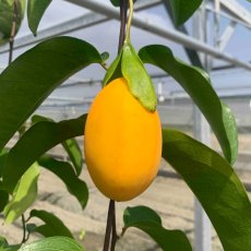 画像1: セール価格【希少品種】ミズレモン約　500g（５〜８個入り）☆沖縄県産　数量限定　化粧箱入り (1)