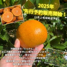 画像4: ☆先行予約☆沖縄県産タンカン　秀品1ｋｇ詰め　お試しサイズ指定なし　お歳暮（御歳暮）にも最適な贈り物   (4)
