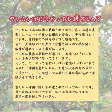画像4: ☆先行予約☆沖縄県産タンカン　家庭用10ｋｇ詰め　サイズ指定なし　ばら付き有　傷あり (4)