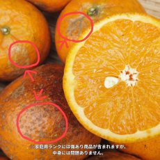 画像2: ☆先行予約☆沖縄県産タンカン　家庭用10ｋｇ詰め　サイズ指定なし　ばら付き有　傷あり (2)