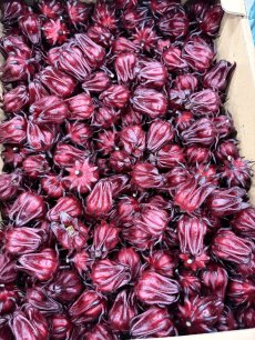 画像1: ローゼル　小玉　フレッシュ　(生)　1kg　 (1)