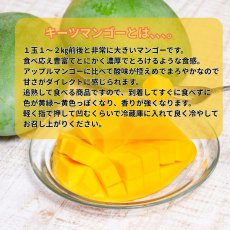 画像2: ☆優品☆ 冷蔵完熟　キーツマンゴー 約1ｋg（1〜2玉入り）冷蔵発送　 (2)