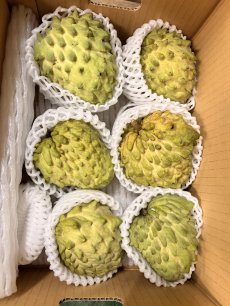 画像1: ☆今季初入荷☆　アテモヤ 優品〜訳ありランク  約2kg (5〜6玉)　とってもあま〜い森のアイスクリーム  沖縄県産  (1)