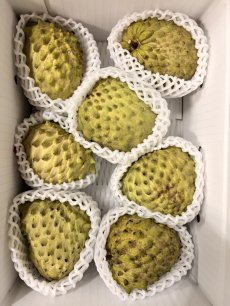 画像2: ☆今季初入荷☆　アテモヤ 優品〜訳ありランク  約2kg (5〜6玉)　とってもあま〜い森のアイスクリーム  沖縄県産  (2)