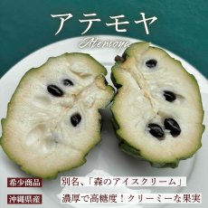 画像1: 【予約】アテモヤ 優品〜訳ありランク  約1kg (3〜6玉)　とってもあま〜い山のアイスクリーム  沖縄県産 【12月頃から出荷】 (1)
