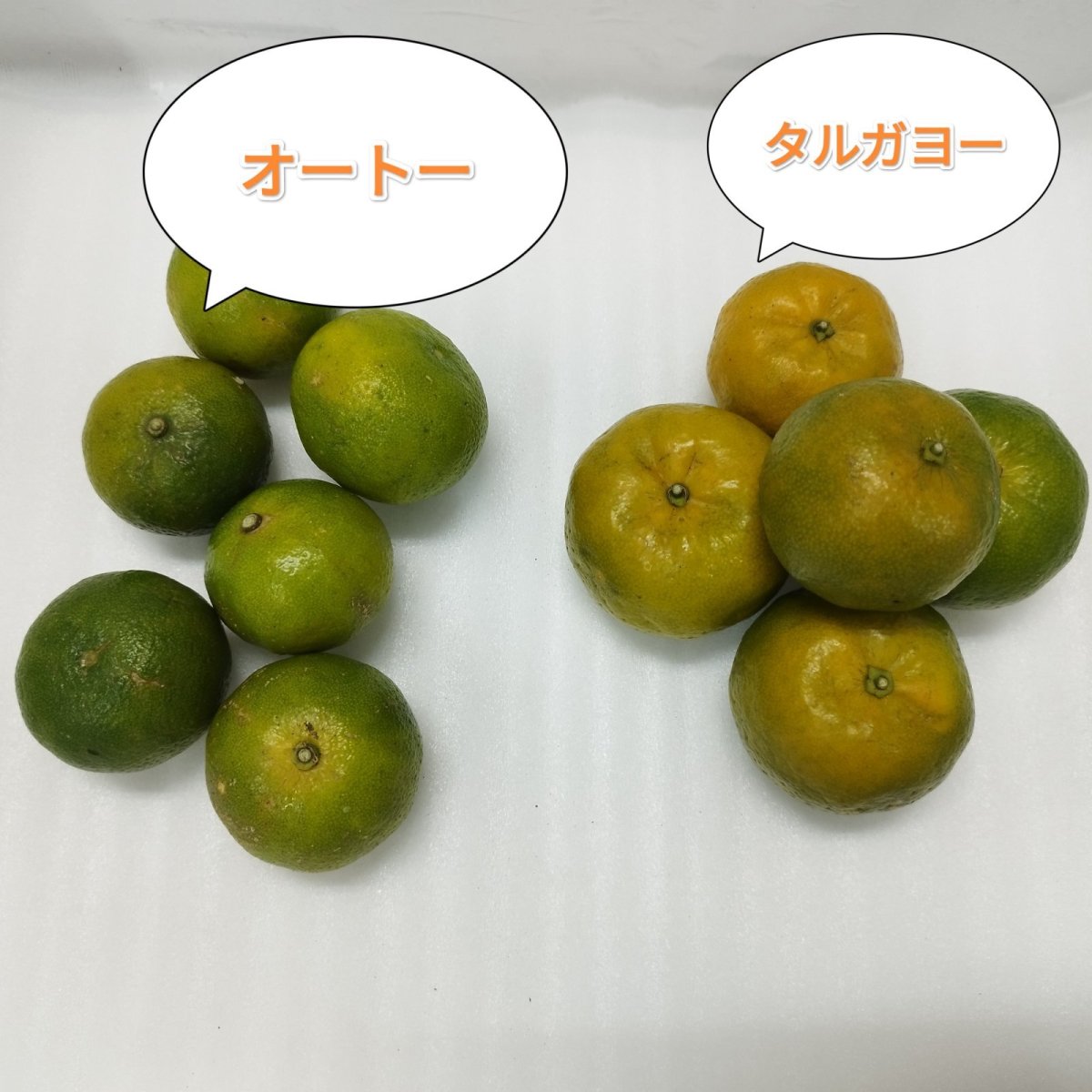 画像2: 【送料無料/希少商品】沖縄県産 オートー 約10kg 昔ながらの沖縄みかん【発送11月下旬〜12月上旬】 (2)