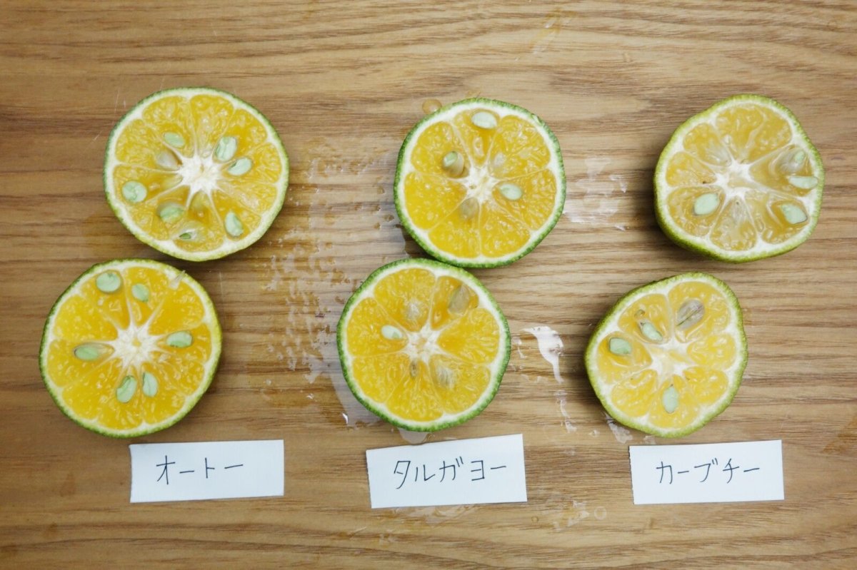 画像2: 今だけ!!!「カーブチー1kg」「タルガヨー1kg」食べ比べセット (2)