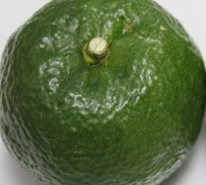 画像3: 今だけ!!!「カーブチー1kg」「タルガヨー1kg」食べ比べセット (3)