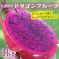 「最終入荷」ドラゴンフルーツ (赤) 　約２kg　　甘くて美味しい南国フルーツ　