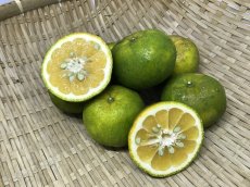 画像5: 今だけ!!!「カーブチー1kg」「タルガヨー1kg」食べ比べセット (5)