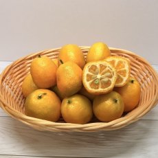 画像1: 沖縄県産 ころころ金柑(キンカン) 1kg 秋の味覚 加工用におすすめ!【大玉サイズ】数量限定 (1)