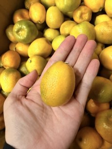 画像2: 沖縄県産 ころころ金柑(キンカン) 1kg 秋の味覚 加工用におすすめ!【大玉サイズ】数量限定 (2)