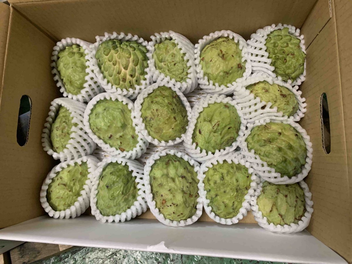 画像4: 【予約】アテモヤ 訳あり　傷・色ムラ・サイズバラつき有  約2kg (サイズ指定不可）　とってもあま〜い山のアイスクリーム  沖縄県産 【12月頃から出荷】 (4)