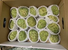 画像4: 【予約】アテモヤ 訳あり　傷・色ムラ・サイズバラつき有  約2kg (サイズ指定不可）　とってもあま〜い山のアイスクリーム  沖縄県産 【12月頃から出荷】 (4)