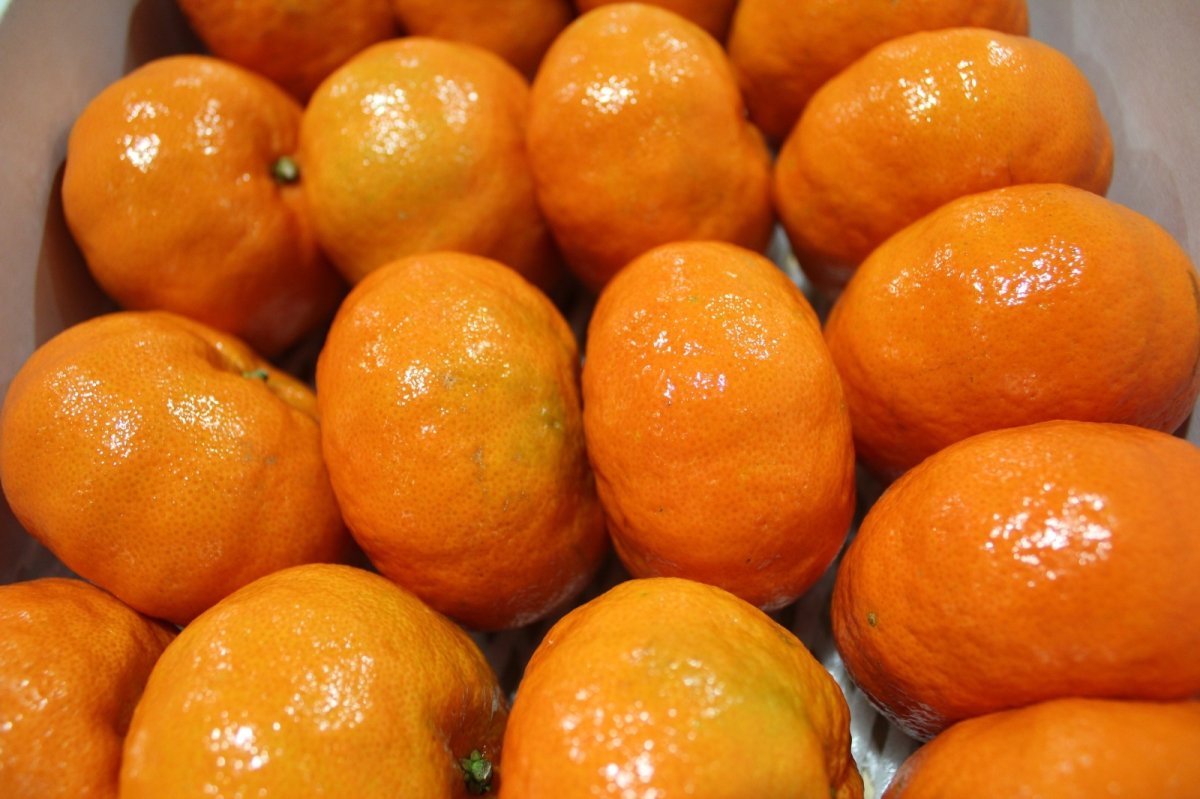 画像2: 【希少商品】沖縄県産 大紅みかん 約10kg クリスマス前後にしかない特別感のあるみかん！（サンタ紅/いずみ紅/クリスマスみかん）【発送12月中】【配達日指定不可】 (2)