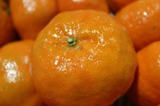 画像4: 【希少商品】沖縄県産 大紅みかん 約10kg クリスマス前後にしかない特別感のあるみかん！（サンタ紅/いずみ紅/クリスマスみかん）【発送12月中】【配達日指定不可】 (4)