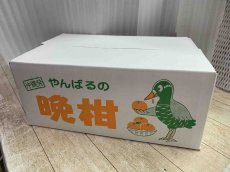 画像5: 【希少商品】沖縄県産 大紅みかん 約10kg クリスマス前後にしかない特別感のあるみかん！（サンタ紅/いずみ紅/クリスマスみかん）【発送12月中】【配達日指定不可】 (5)