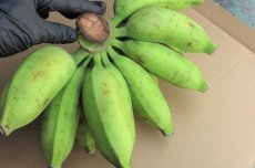 画像4: お任せバナナ　3kg（三尺バナナ/島バナナ/アイスクリームバナナ等々） (4)