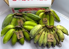 画像1: 今が旬食べ比べバナナ　2〜3種　いずれか　4kg（三尺バナナ/島バナナ/アイスクリームバナナ/野菜バナナ/GSバナナ/アップルバナナ）　 (1)