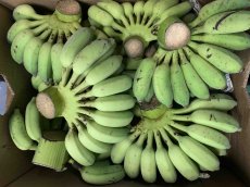 画像6: お任せバナナ（三尺バナナ/島バナナ/アイスクリームバナナなど）2kg　 (6)