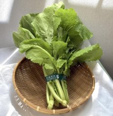 画像1: 島菜（芥子菜）　3束（約1.5kg） (1)