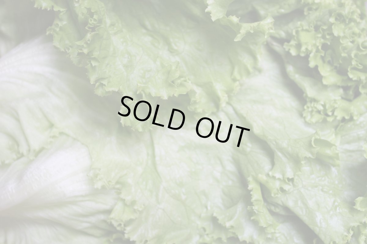 画像1: 少し大人のレタス、ロメインレタス(又の名をコスレタス)　５パック (1)