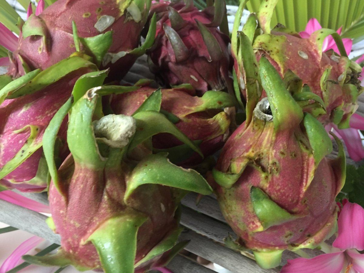 画像2: 訳ありドラゴンフルーツ (赤) 約1kg　甘くて美味しい南国フルーツ　【7月下旬頃〜発送予定】 (2)