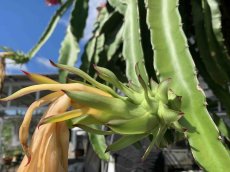 画像4: 訳ありドラゴンフルーツ (赤) 約1kg　甘くて美味しい南国フルーツ　【7月下旬頃〜発送予定】 (4)