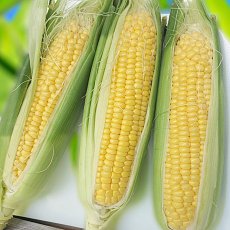 画像1: 沖縄産 スイートコーン  20本 Mサイズ　品種：ゴールドラッシュ　12月中旬頃発送予定 (1)