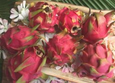 画像1: 訳ありドラゴンフルーツ (赤) 約1kg　甘くて美味しい南国フルーツ　【7月下旬頃〜発送予定】 (1)