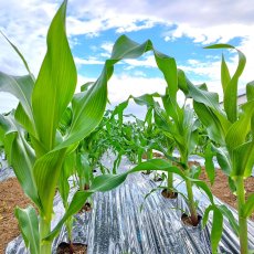 画像3: 沖縄産 スイートコーン  20本 Mサイズ　品種：ゴールドラッシュ　12月中旬頃発送予定 (3)