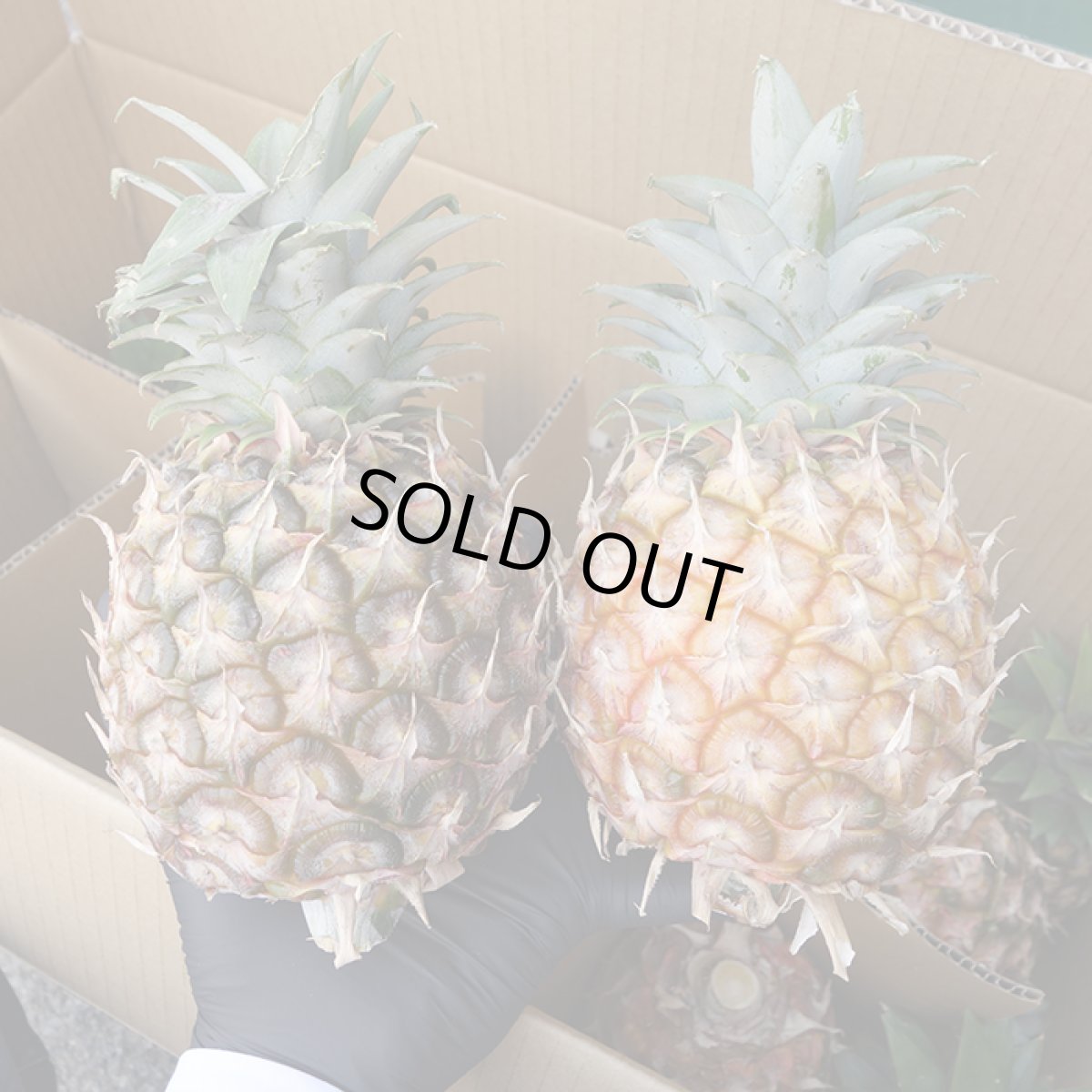 画像1: 沖縄産 大玉 ピーチパイン 2.5kg（３〜４玉入り）★びっくりするほど甘い★【発送時期10月〜7月】 (1)