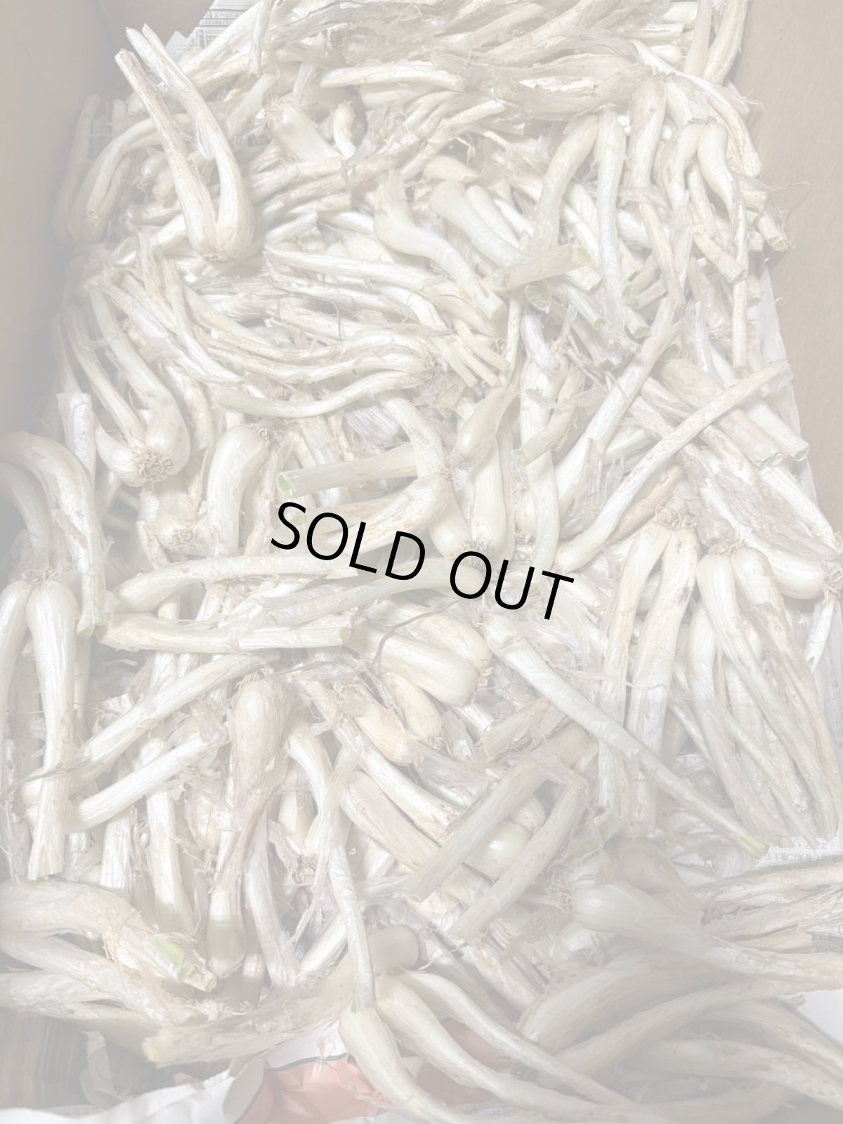 画像1: 【数量限定】やや訳あり島らっきょう２Ｋｇ　塩漬け、天ぷらで美味しい沖縄産【配達日指定不可】夏以降は緑葉無しです (1)