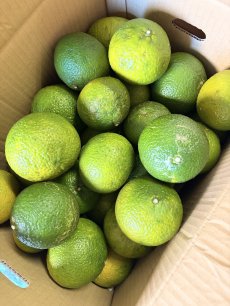 画像2: 新商品★【訳あり品】スイートスプリング　　２キロ　最安　クレーム無し (2)