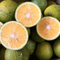 画像1: 新商品★【訳あり品】スイートスプリング　　２キロ　最安　クレーム無し (1)