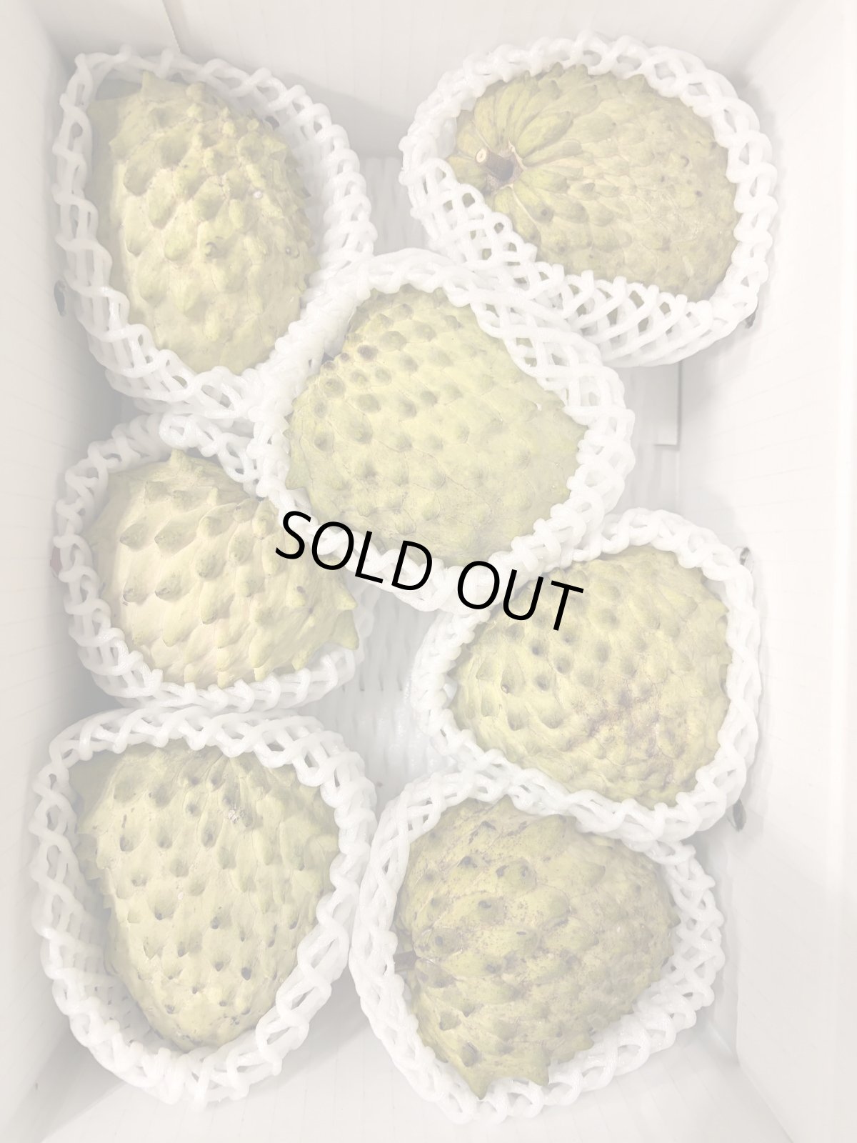 画像2: ☆今季初入荷☆　訳ありアテモヤ 約2kg (6〜12玉)　　とってもあま〜い森のアイスクリーム  沖縄県産  (2)