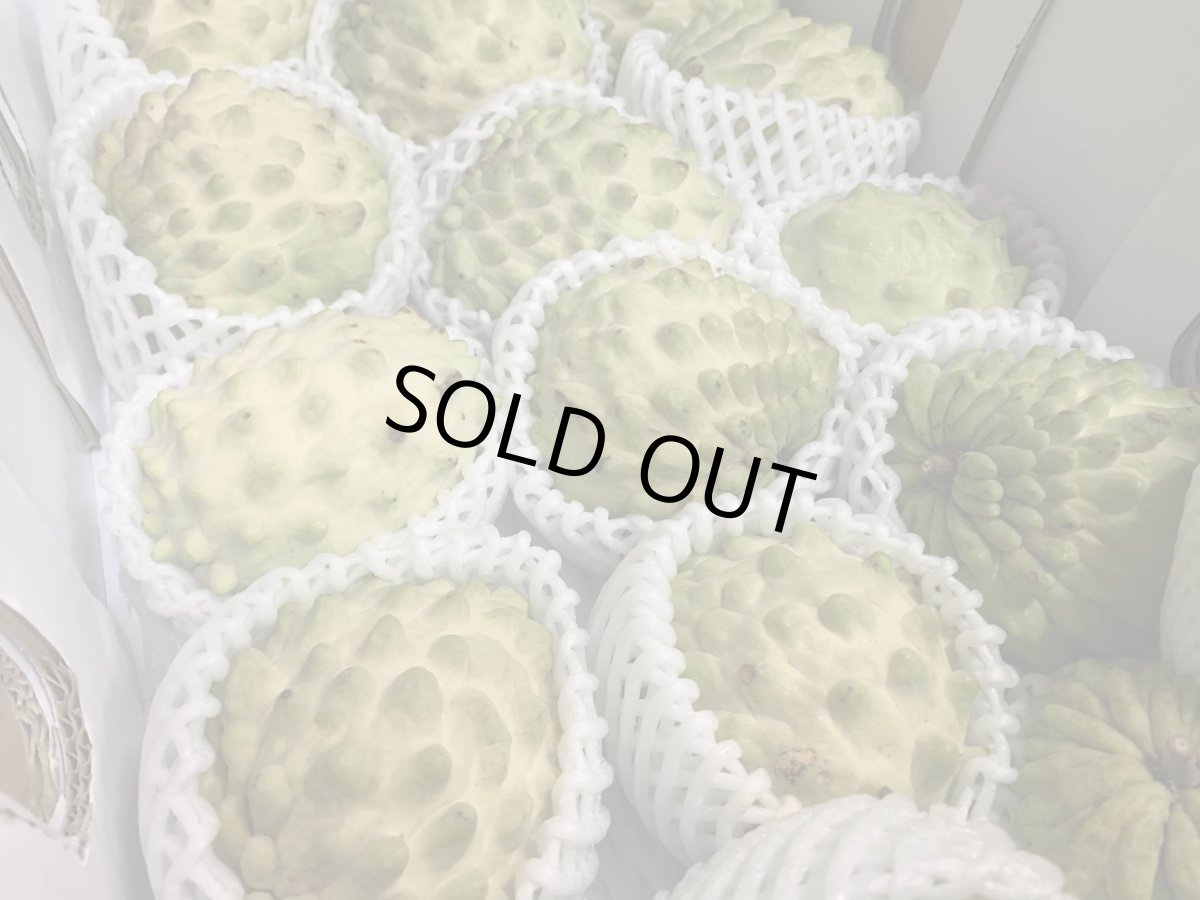 画像3: ☆今季初入荷☆　訳ありアテモヤ 約2kg (6〜12玉)　　とってもあま〜い森のアイスクリーム  沖縄県産  (3)