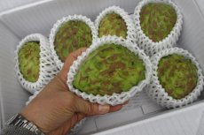 画像3: アテモヤ 訳あり　傷・色ムラ・サイズバラつき有  約2kg (サイズ指定不可）　とってもあま〜い山のアイスクリーム  沖縄県産 【12月頃から出荷】 (3)