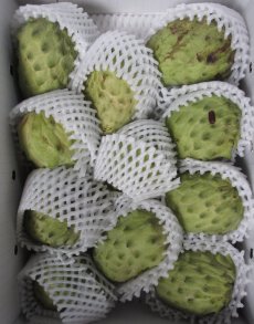 画像2: アテモヤ 訳あり　傷・色ムラ・サイズバラつき有  約2kg (サイズ指定不可）　とってもあま〜い山のアイスクリーム  沖縄県産 【12月頃から出荷】 (2)