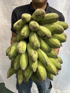 画像1: 沖縄県産　丸ごと銀バナナ　約13kg　「１点もの」【送料無料】 (1)