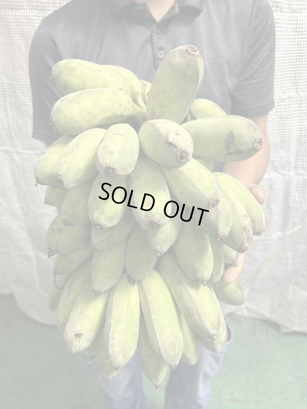 画像1: 今年初☆沖縄県産　丸ごと銀バナナ　約８kg　【１点もの】送料無料 (1)