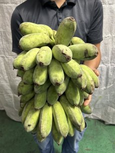 画像1: 今年初☆沖縄県産　丸ごと銀バナナ　約８kg　【１点もの】送料無料 (1)