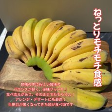 画像2: アップルバナナ 約2kg　 (2)