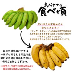 画像3: 【人気ＮＯ.１】沖縄県産　島バナナ　2kg (3)