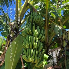 画像3: 三尺バナナ　2kg　 (3)