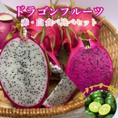 画像1: 【最終入荷！】ドラゴンフルーツ 食べ比べ　(赤・白) 各1kg(2〜3玉)　※シークァーサー付き　爽やかな甘さの南国フルーツ (1)